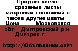 Продаю свеже срезаные листы махровых глоксиний а также другие цветы › Цена ­ 80 - Московская обл., Дмитровский р-н, Дмитров г.  »    